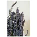 Dried Lavender (Bunch)