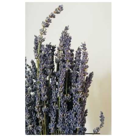 Dried Lavender (Bunch)