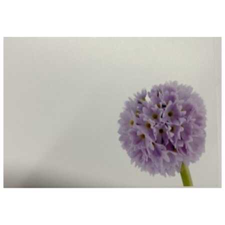 Large - plain card