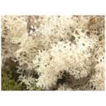 Oasis® Finland Moss - Natural
