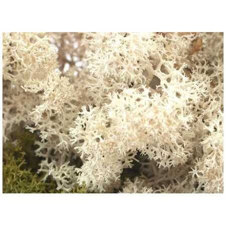 Oasis&reg; Finland Moss - Natural