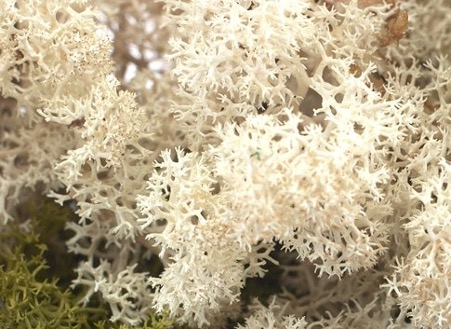 Oasis® Finland Moss - Natural, The Baggery Sundries UK Ltd Oasis® Finland Moss - Natural