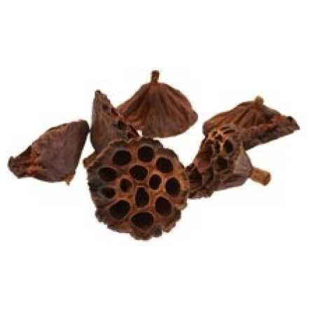 Lotus Heads