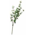 Eucalyptus Stem - Green