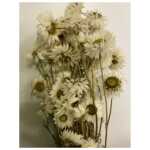Dried Acrolineum White