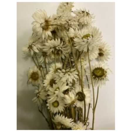 Dried Acrolineum White