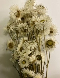 Dried Acrolineum White, The Baggery Sundries UK Ltd Dried Acrolineum White