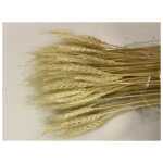 Dried Bunch of Triticum Beard