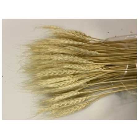 Dried Bunch of Triticum Beard