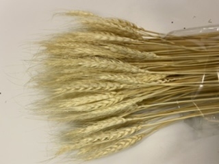 Dried Bunch of Triticum beard, The Baggery Sundries UK Ltd Dried Bunch of Triticum beard