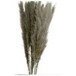 Stem Wild Cortaderia