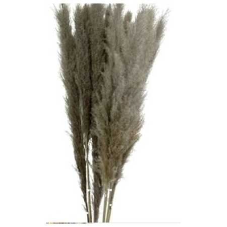 Stem Wild Cortaderia