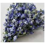 Dried Bunch Delphinium