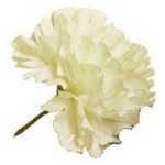 Single Carnation - Ivory