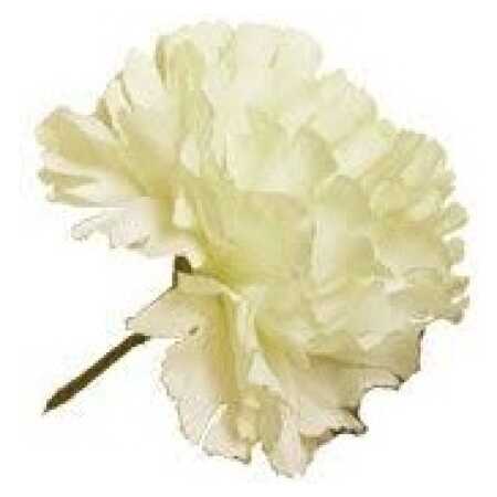 Single Carnation - Ivory