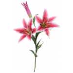 Cameo Casablanca Lily - Pink
