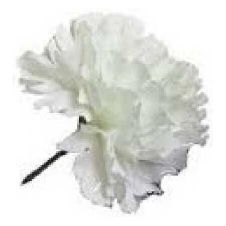 Single Carnation - White
