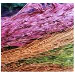 Dried - Pampas Grass