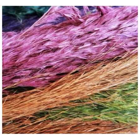 Dried - Pampas Grass
