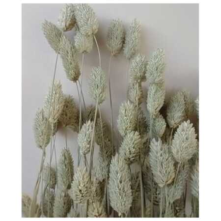 Dried bunch phalaris