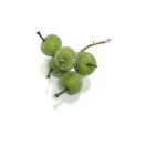 Christmas Frosted Apples - Green
