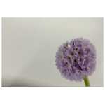 Large - plain card
