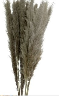 Stem Wild Cortaderia, The Baggery Sundries UK Ltd Stem Wild Cortaderia