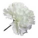 Single Carnation - White
