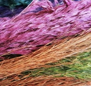 Dried - Pampas Grass, The Baggery Sundries UK Ltd Dried - Pampas Grass