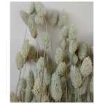Dried bunch phalaris