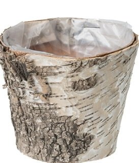Christmas- pot birch 11cm