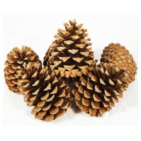 Christmas Pine Cones - 10KG Sack