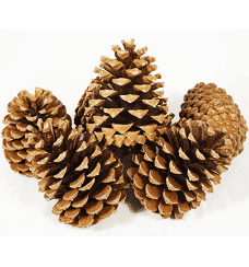 Christmas Pine Cones - 10KG Sack, The Baggery Sundries UK Ltd Christmas Pine Cones - 10KG Sack