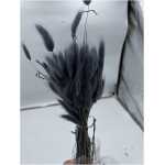 Dried - Lagurus Grey