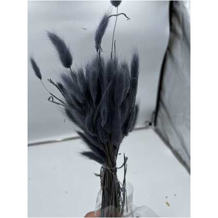Dried - Lagurus Grey