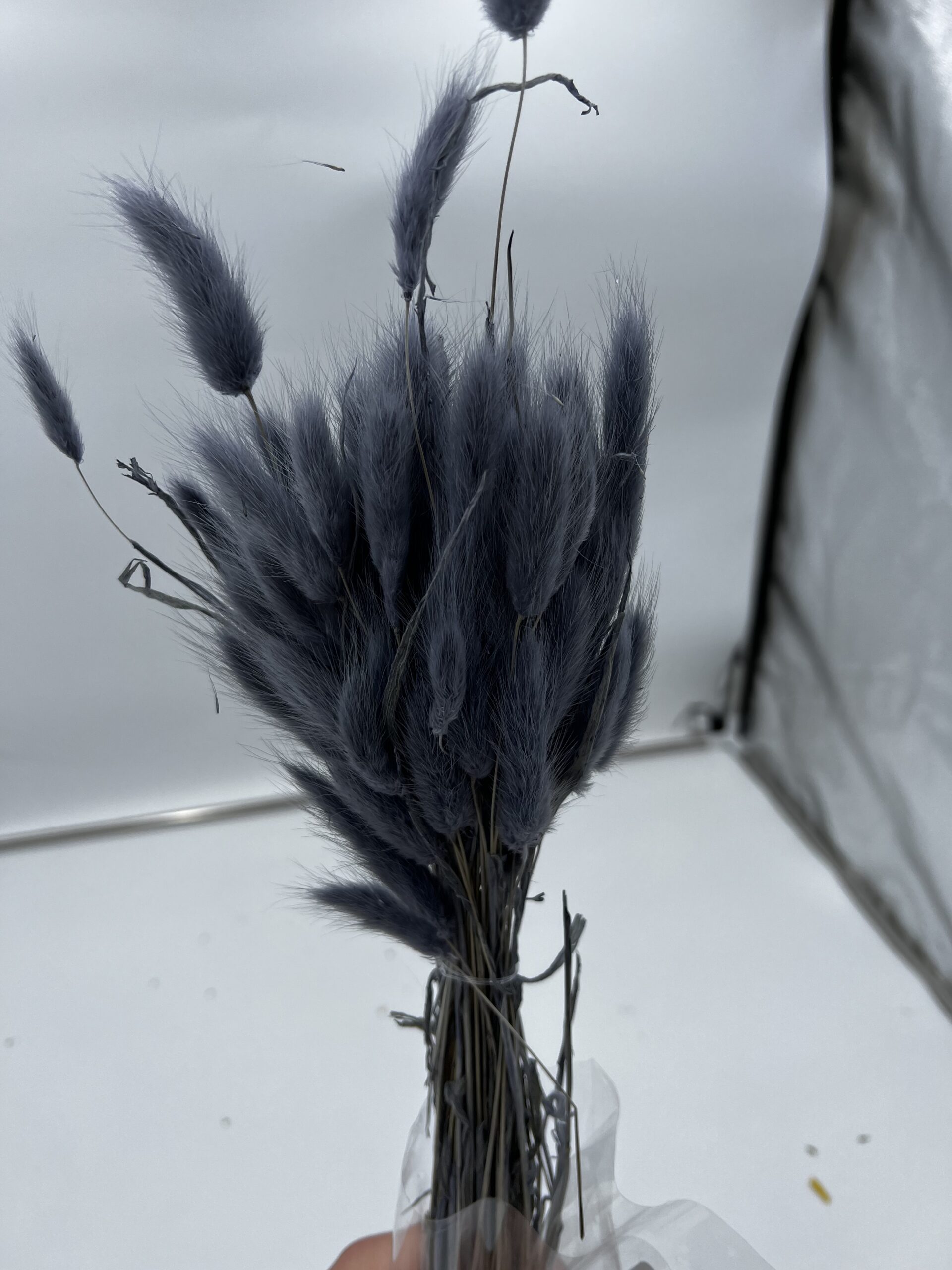 Dried - Lagurus Grey, The Baggery Sundries UK Ltd Dried - Lagurus Grey