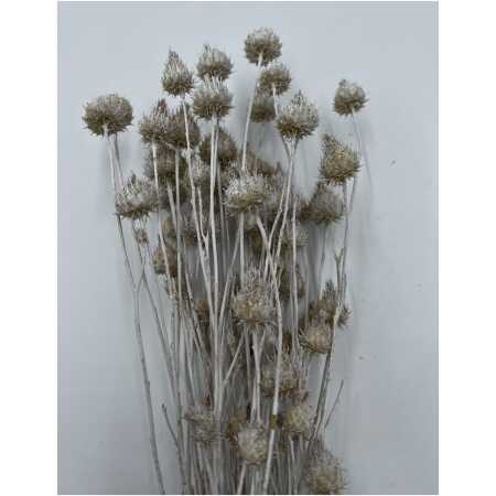 Dried - Strawberry Thistle Misty white