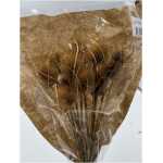 Dried - Thistle o/wr 55cm Natural