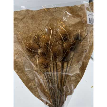 Dried - Thistle o/wr 55cm Natural
