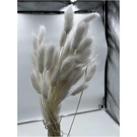 Dried - Lagurus Bleached