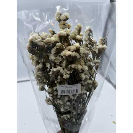 Dried - Satice Sinuata White