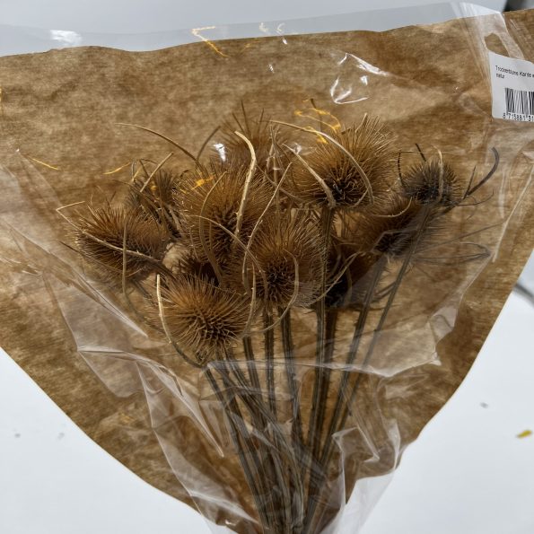 Dried - Thistle o/wr 55cm Natural, The Baggery Sundries UK Ltd Dried - Thistle o/wr 55cm Natural