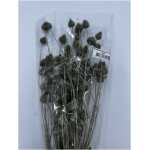 Dried - Strawberry Thistle Misty Green