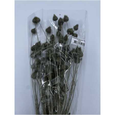 Dried - Strawberry Thistle Misty Green