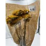Dried - Achillea Parker Natural