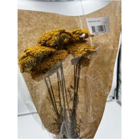 Dried - Achillea Parker Natural