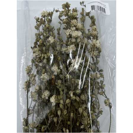 Dried Delphinium White