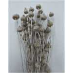 Dried - Strawberry Thistle Misty white
