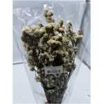 Dried - Satice Sinuata White