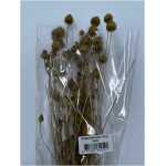 Dried - Strawberry Thistle Natural